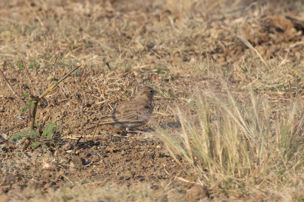 Ashy-crowned Sparrow-Lark - Kalpesh Krishna