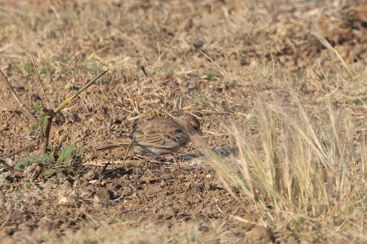 Ashy-crowned Sparrow-Lark - Kalpesh Krishna