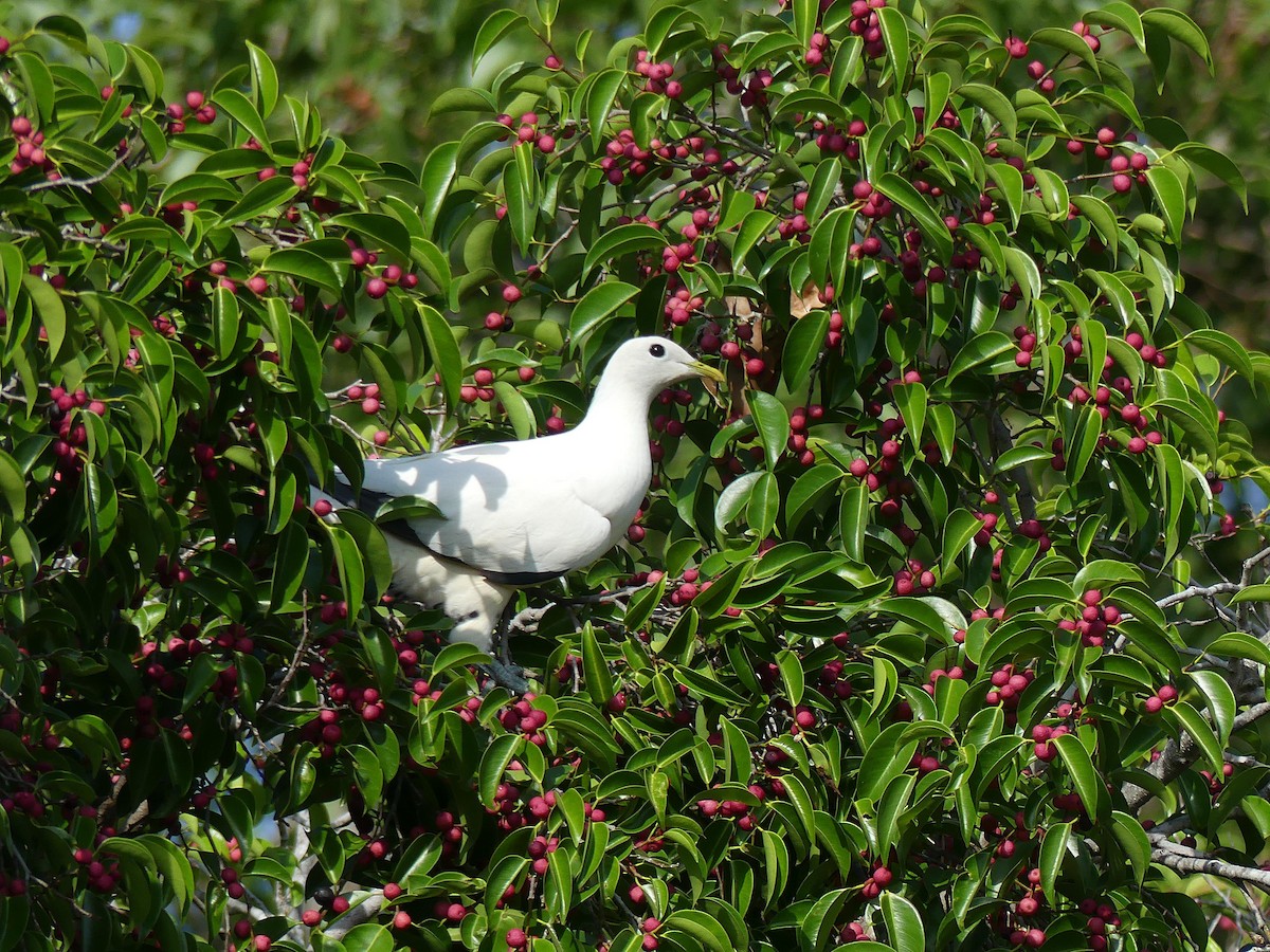 holub pobřežní - ML646106195