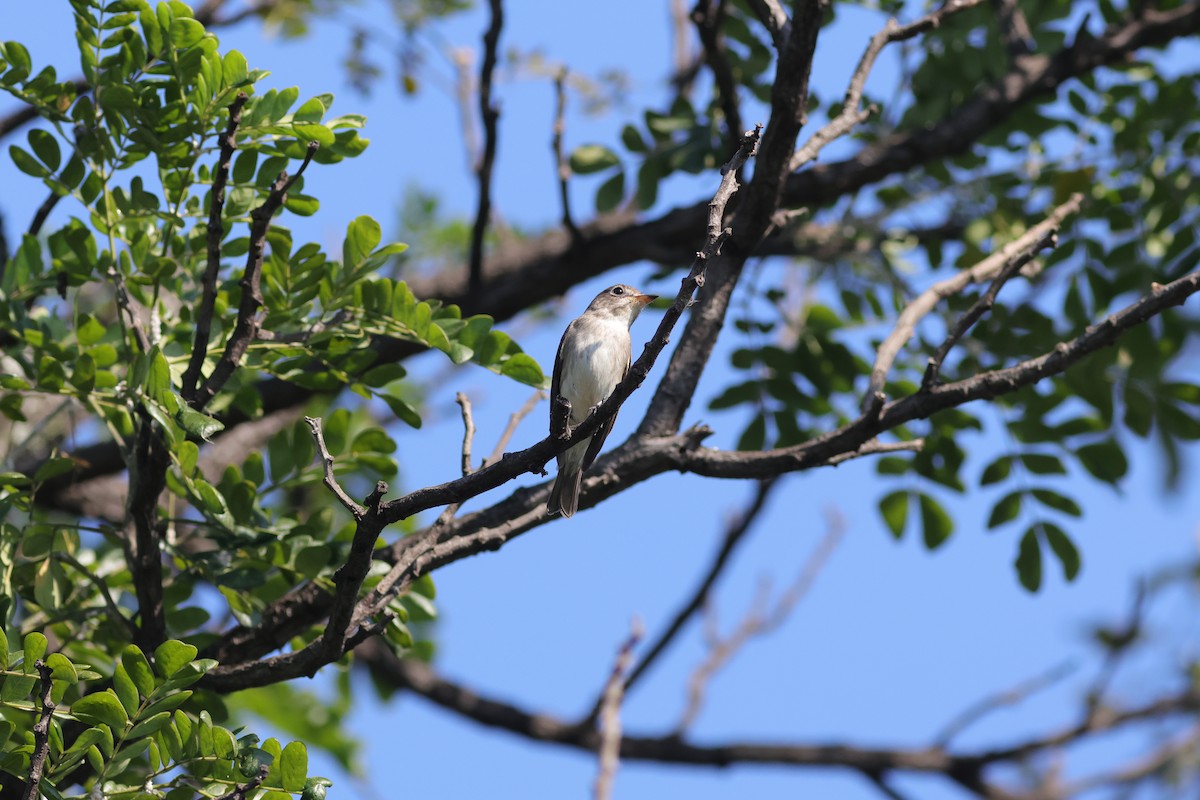 Asian Brown Flycatcher - ML646106199