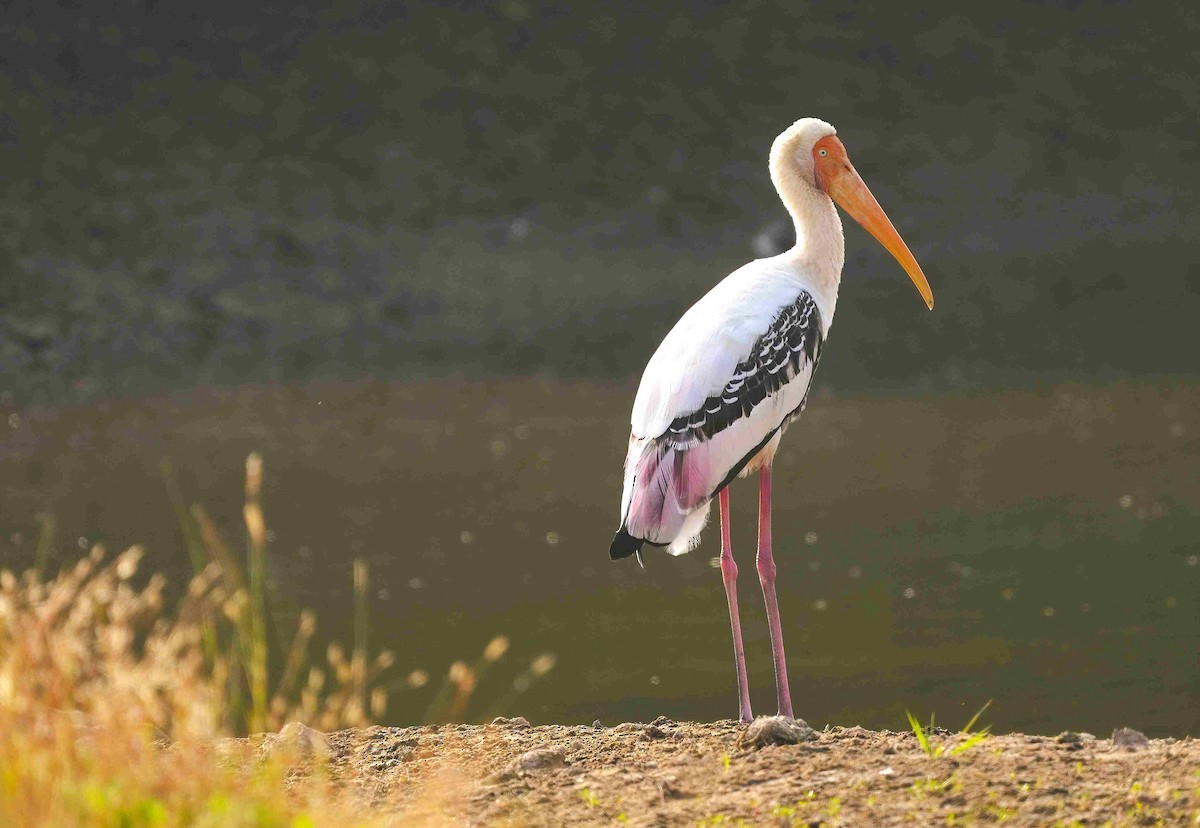 Painted Stork - ML646106203