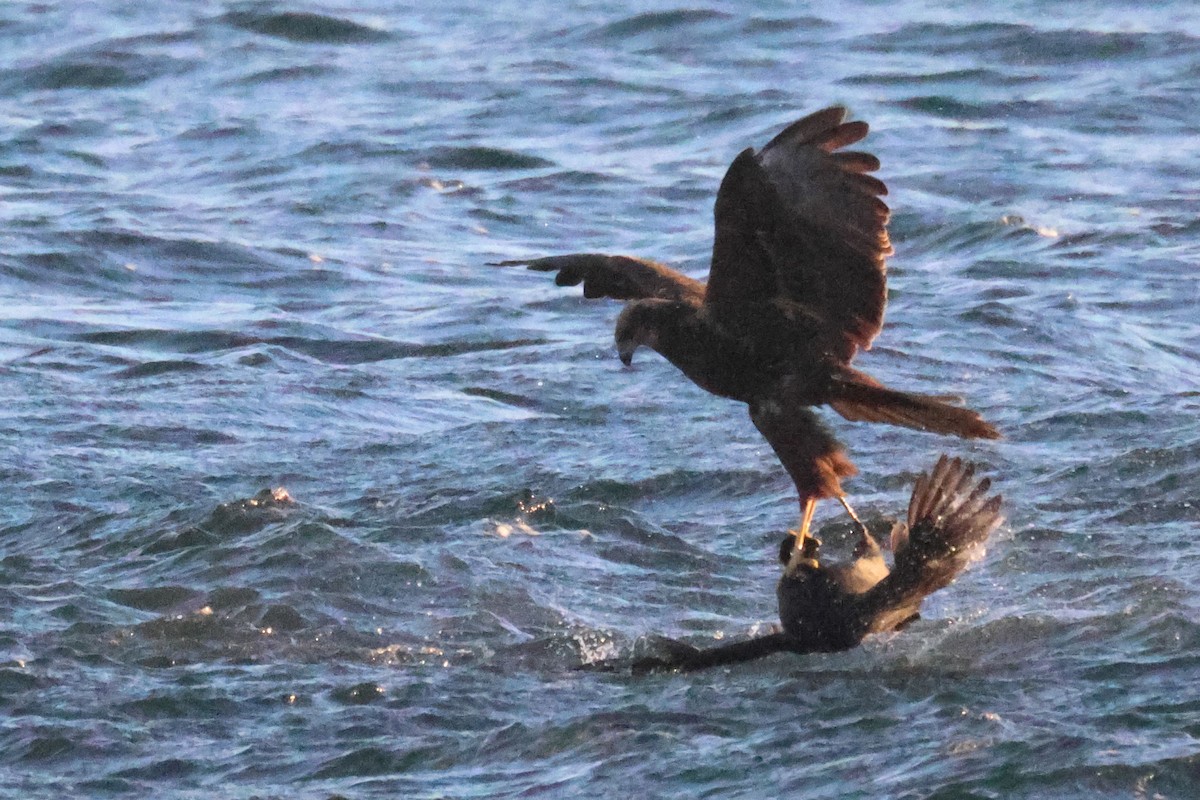 Falco di palude - ML646106206