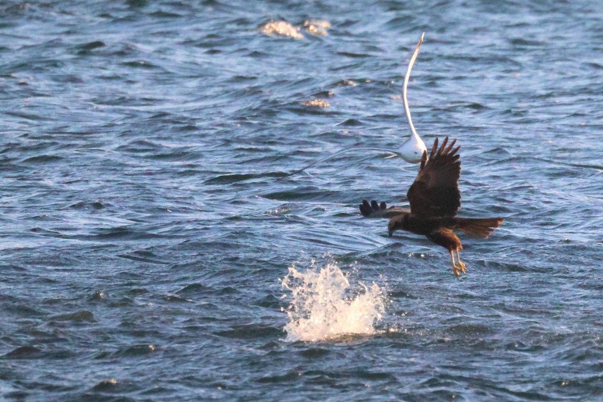 Falco di palude - ML646106207