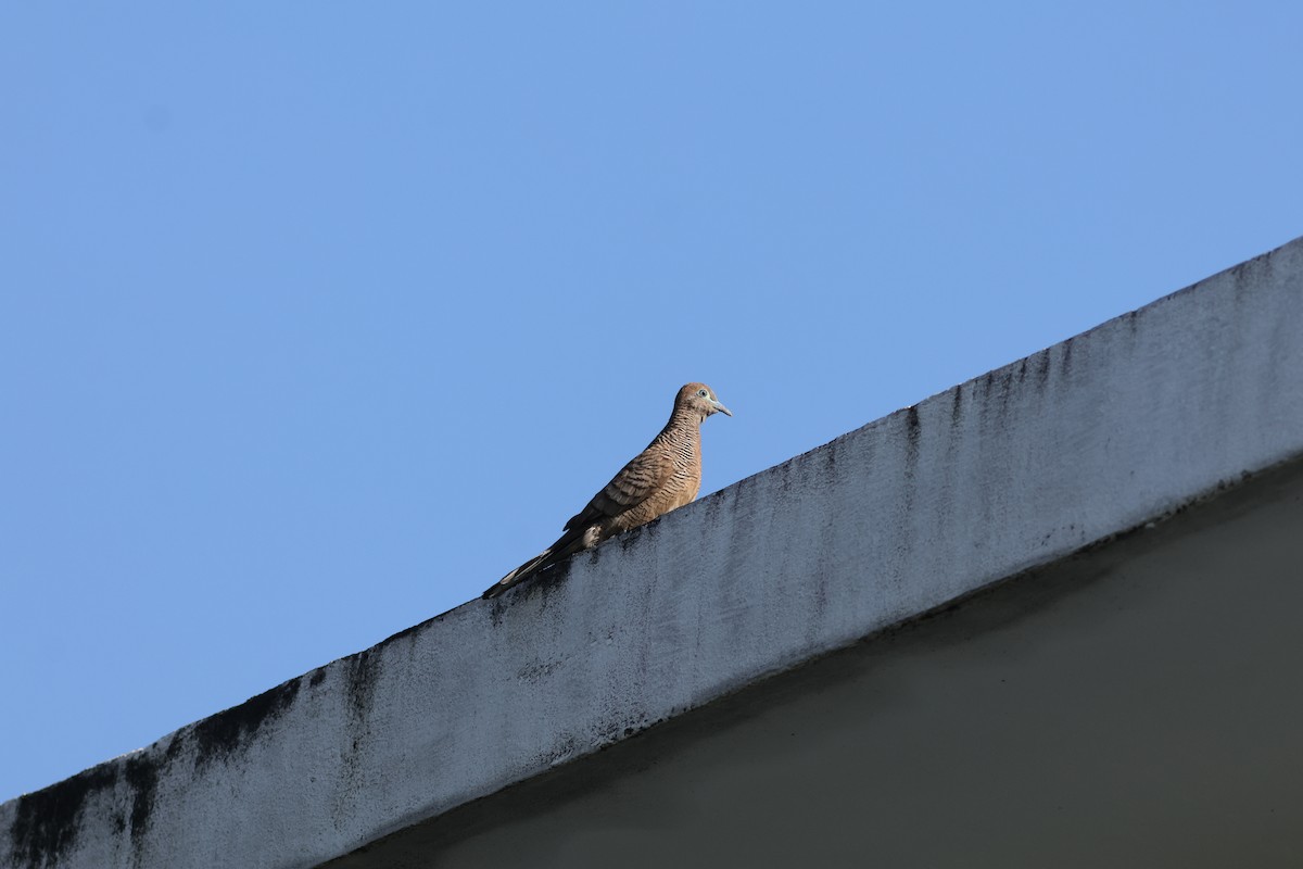 Zebra Dove - ML646106211
