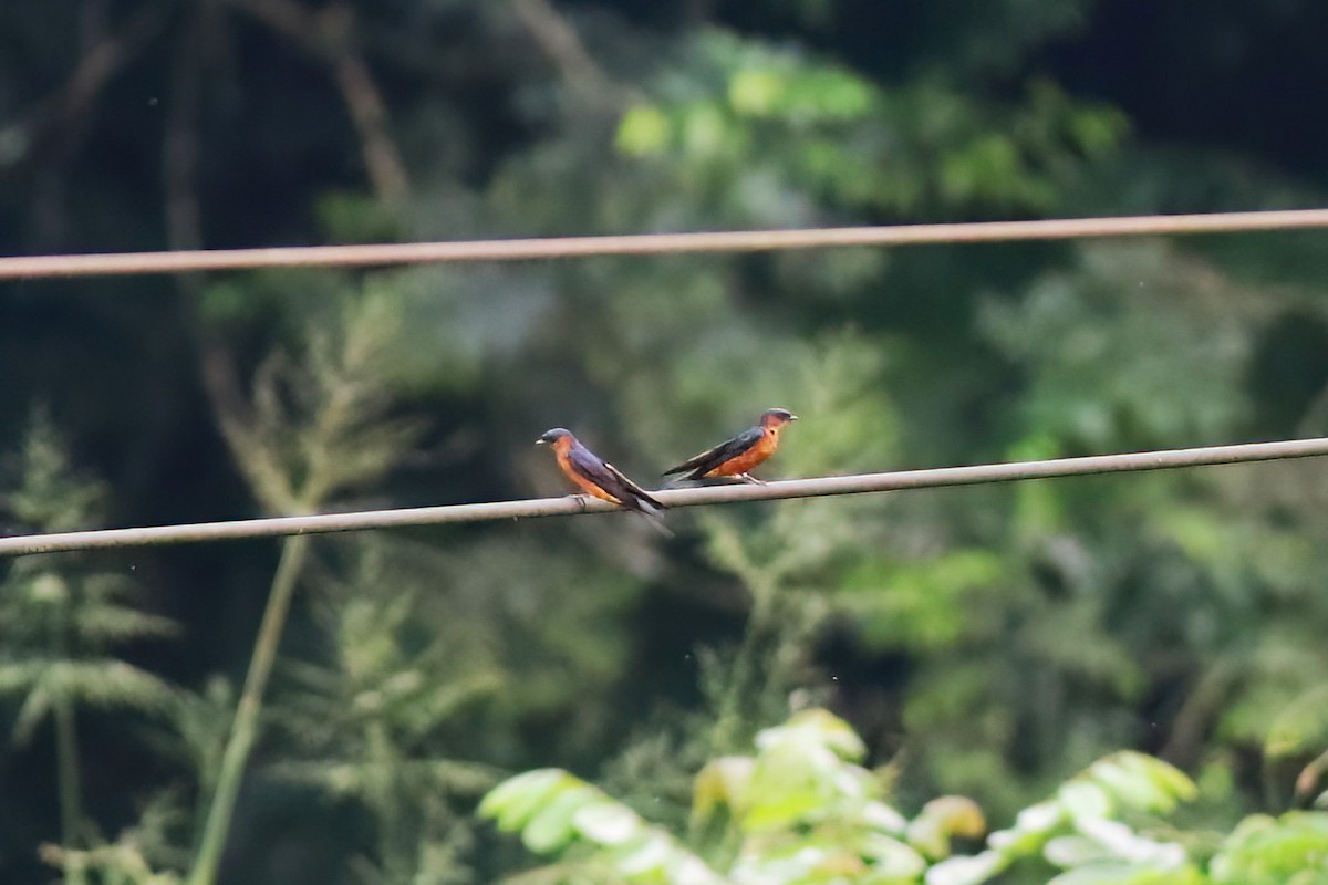 スリランカコシアカツバメ - ML646106214