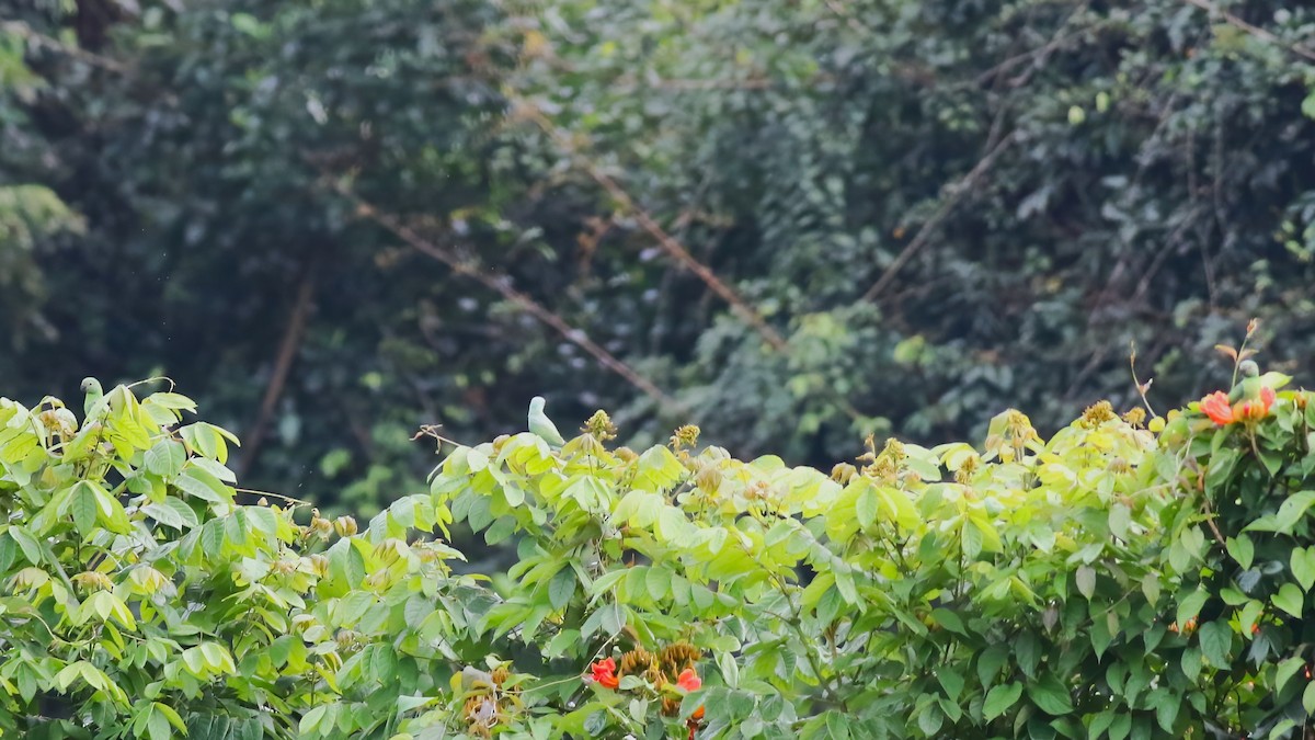 セイロンミドリワカケインコ - ML646106215