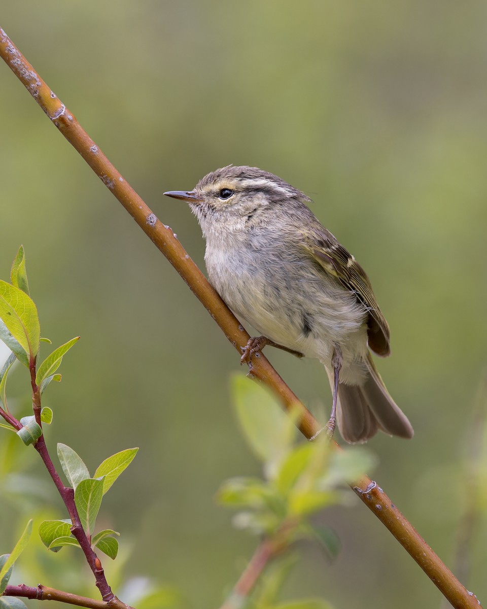 Sichuan Leaf Warbler - ML646106218