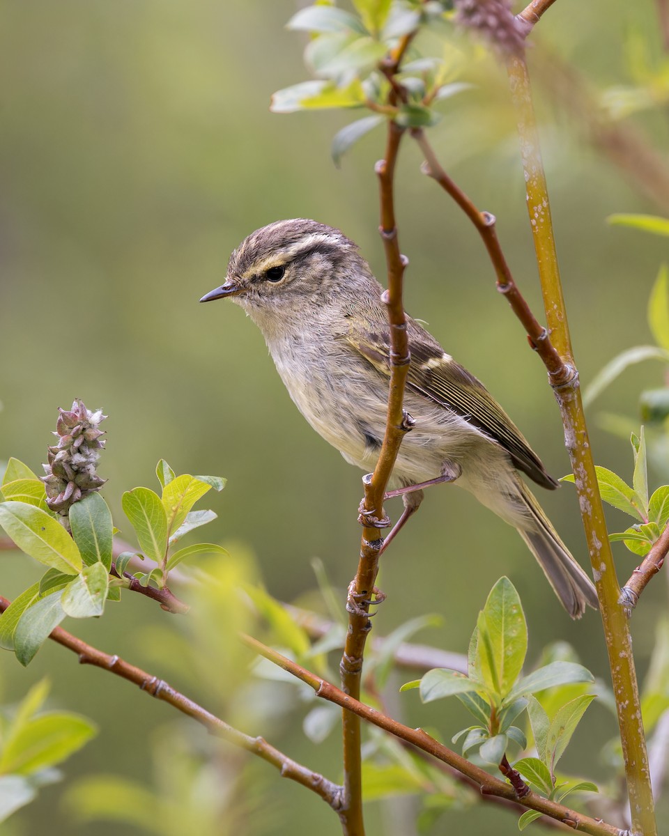 Sichuan Leaf Warbler - ML646106220