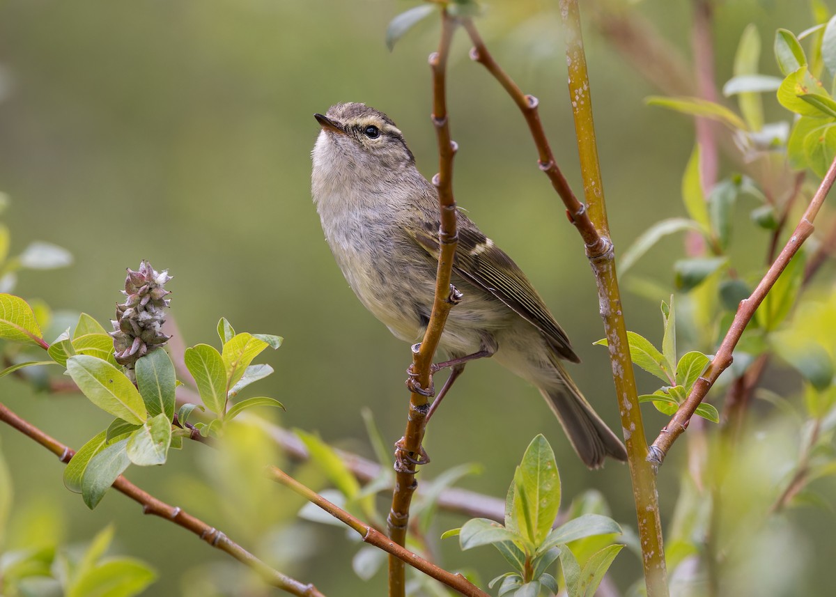 Sichuan Leaf Warbler - ML646106221