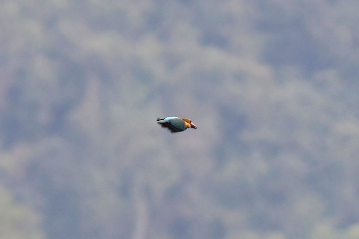 コウハシショウビン - ML646106222