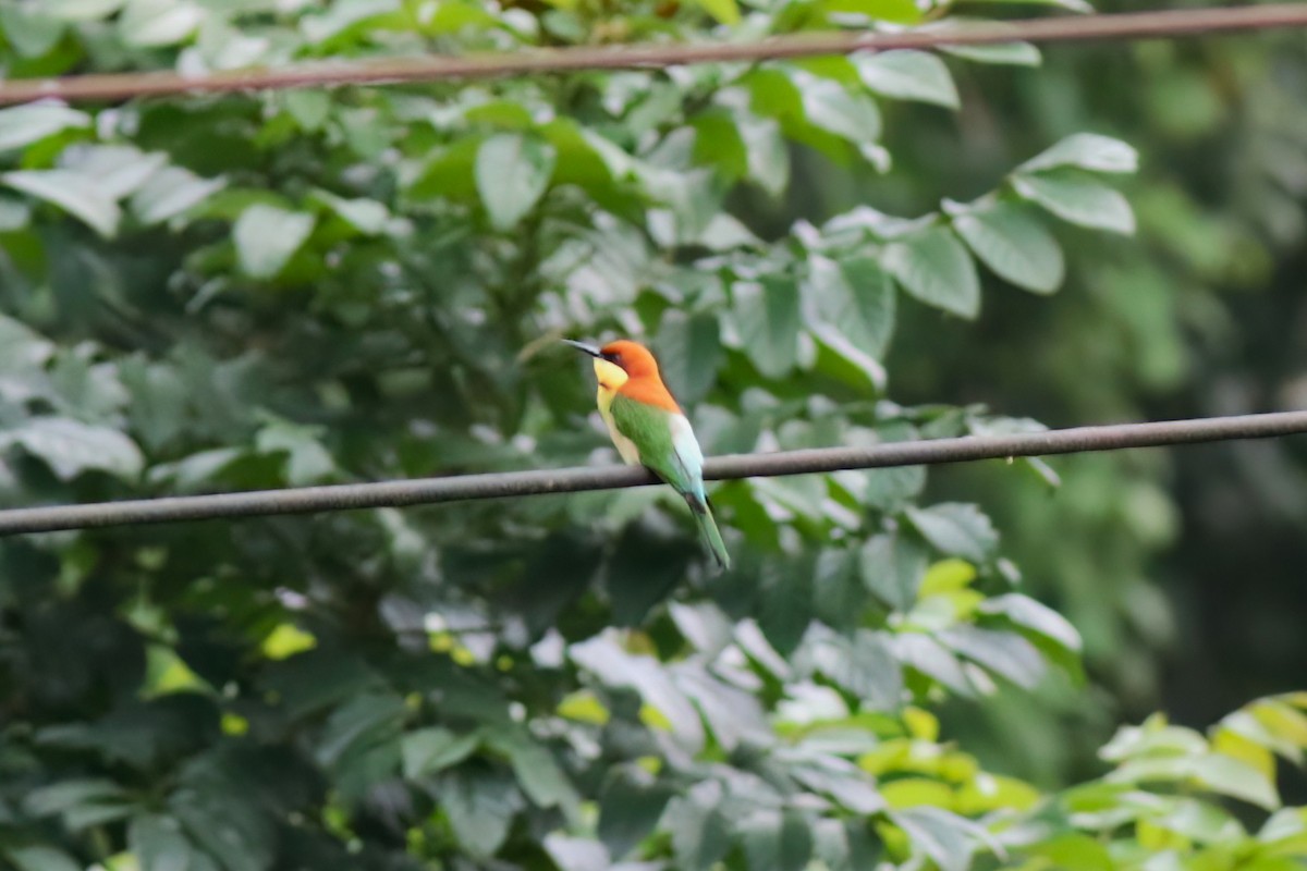 チャガシラハチクイ - ML646106224