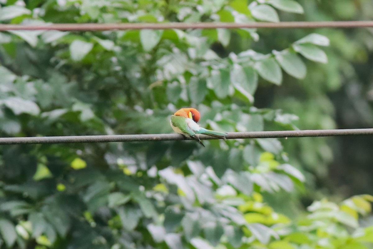 チャガシラハチクイ - ML646106225