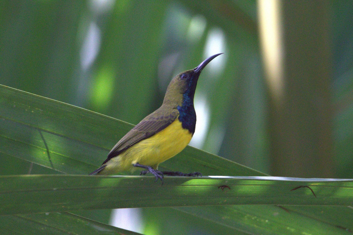 Garden Sunbird - ML646106227