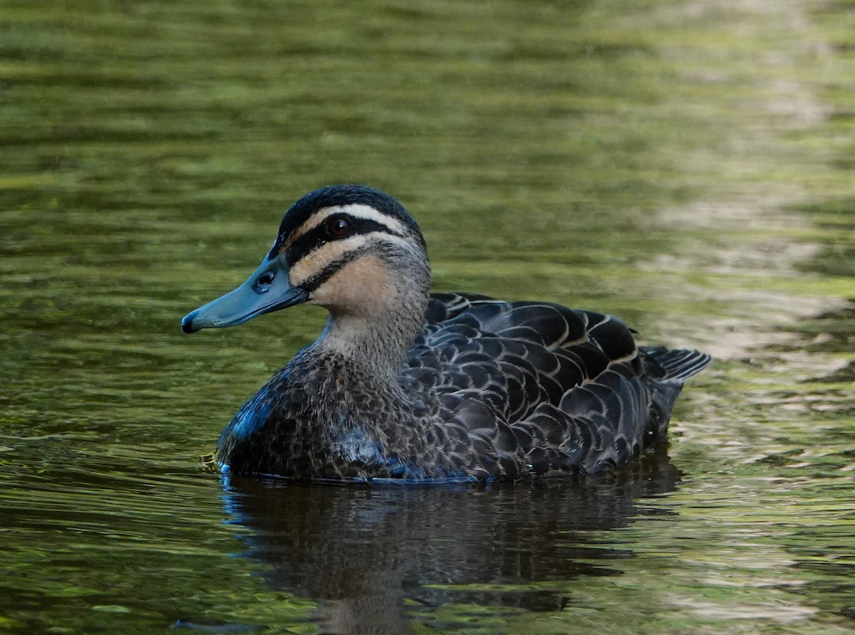 Pacific Black Duck - ML646106228