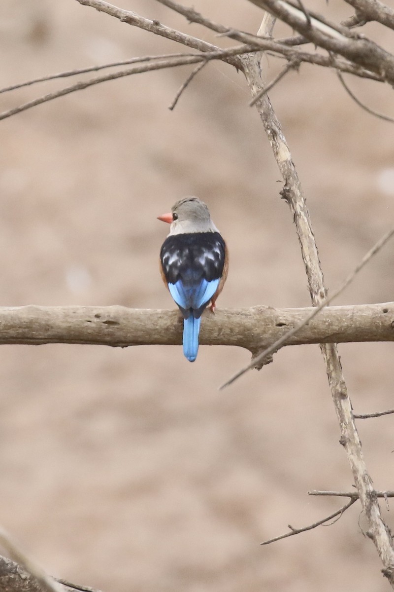 Gray-headed Kingfisher - ML646106238