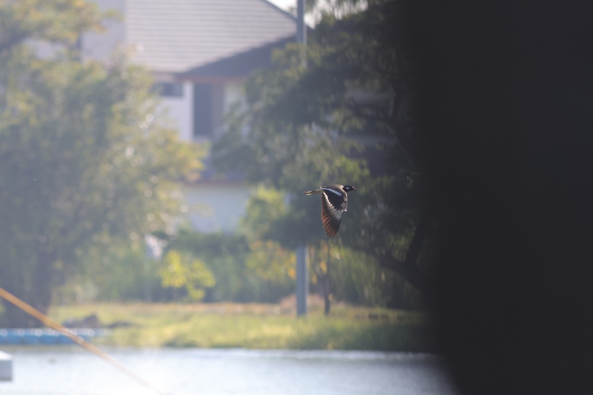 Red-wattled Lapwing - ML646106247