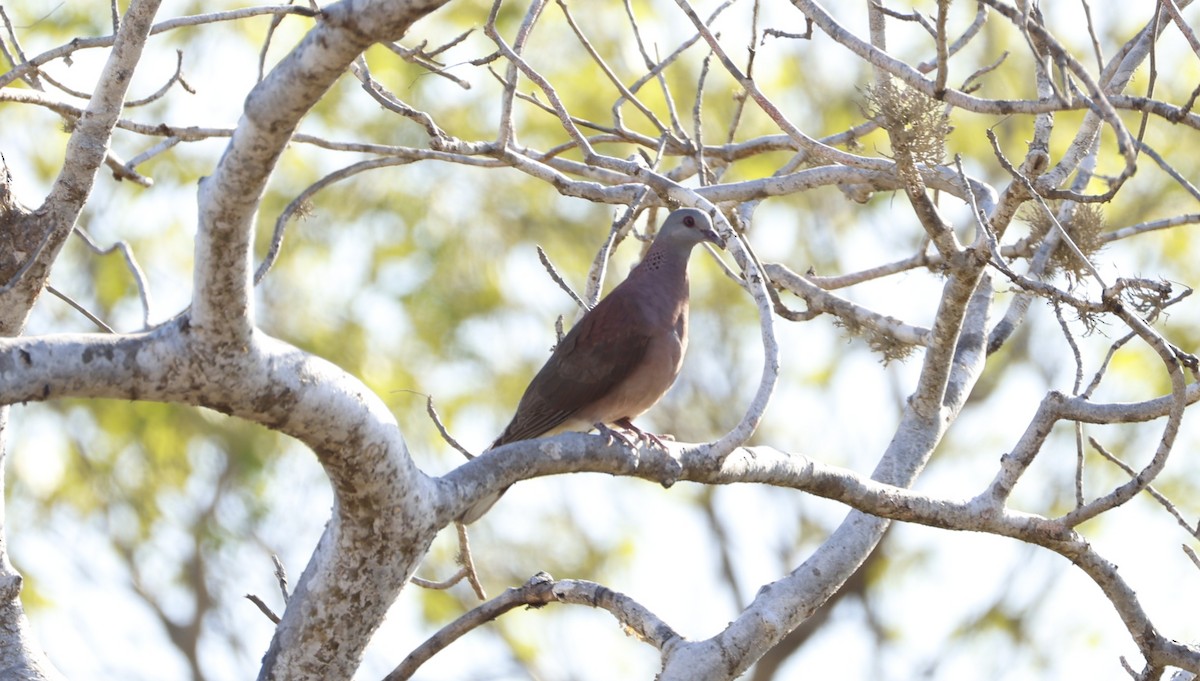 Malagasy Turtle-Dove - ML646106249
