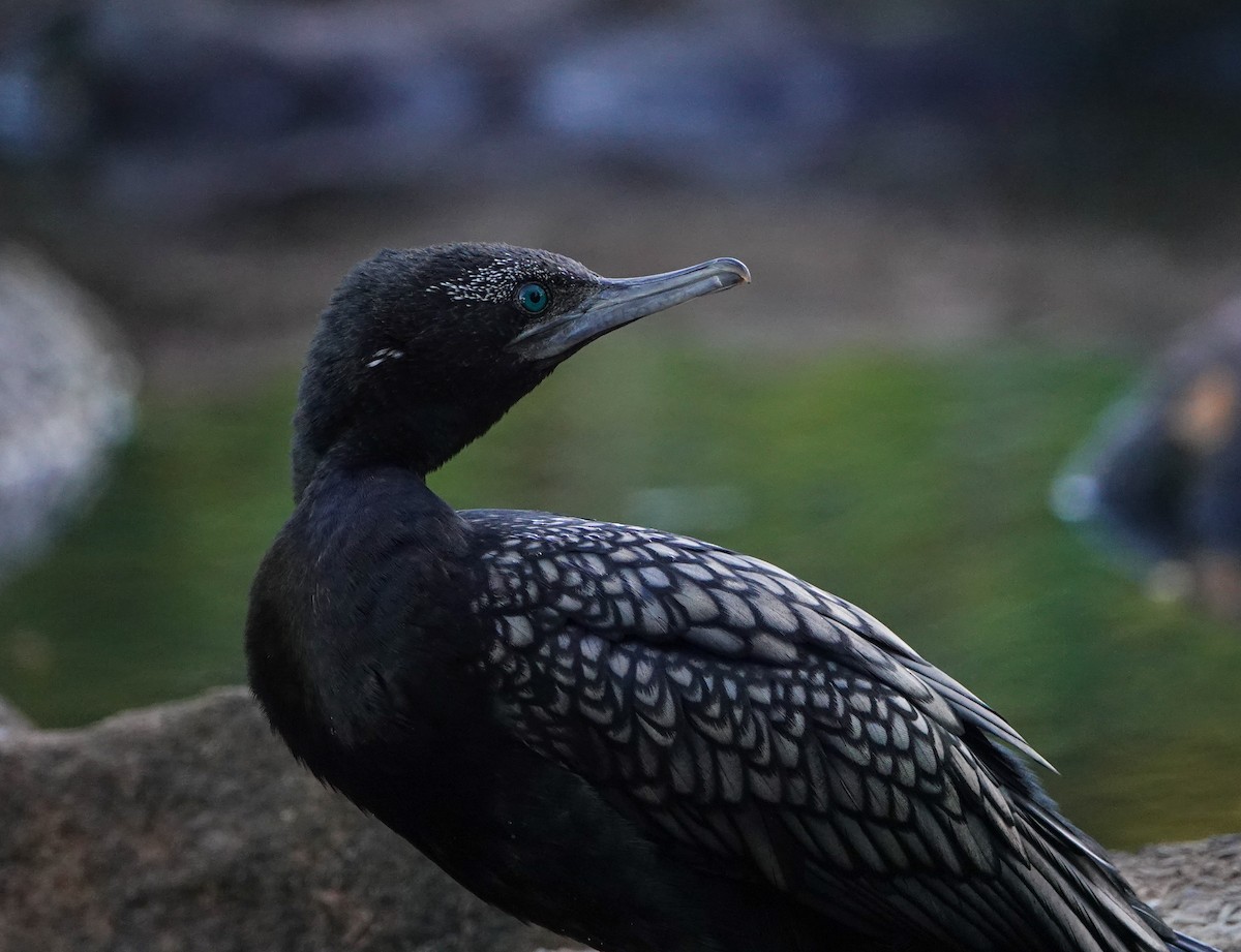 Little Black Cormorant - ML646106250