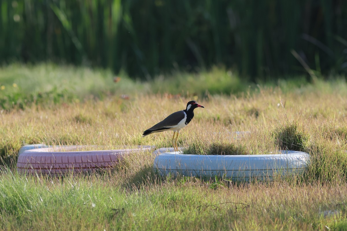 Red-wattled Lapwing - ML646106259
