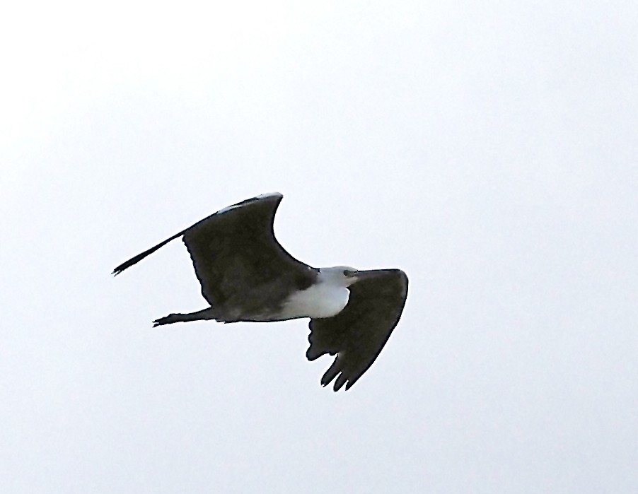 Pacific Heron - ML646106260