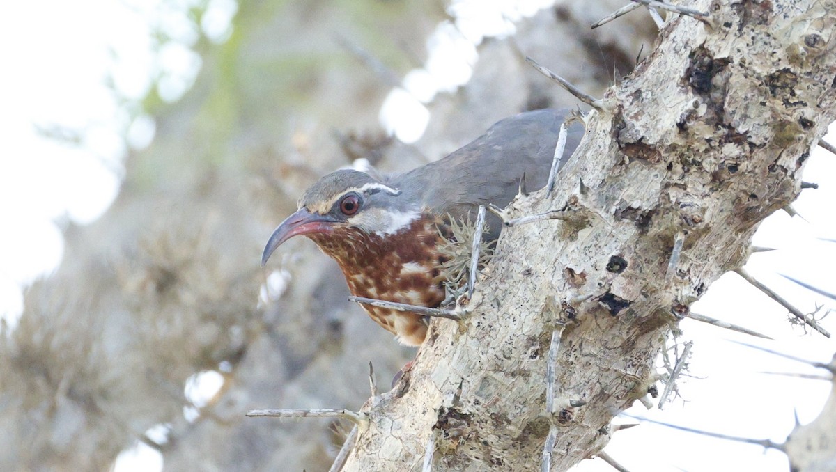 Subdesert Mesite - ML646106261