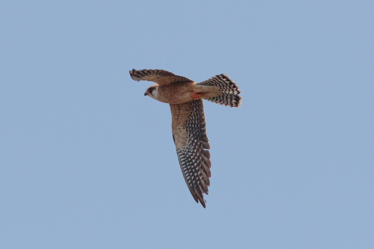 Belatz hankagorria - ML646106268