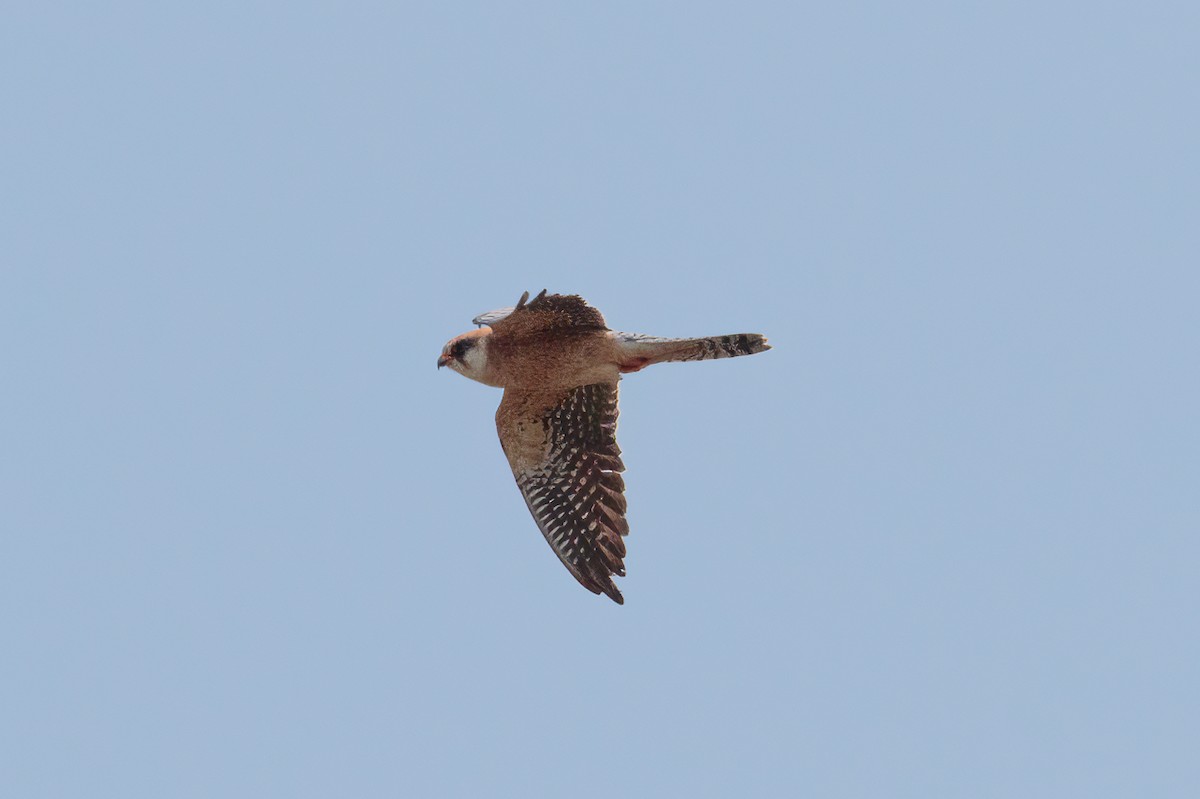 Belatz hankagorria - ML646106270