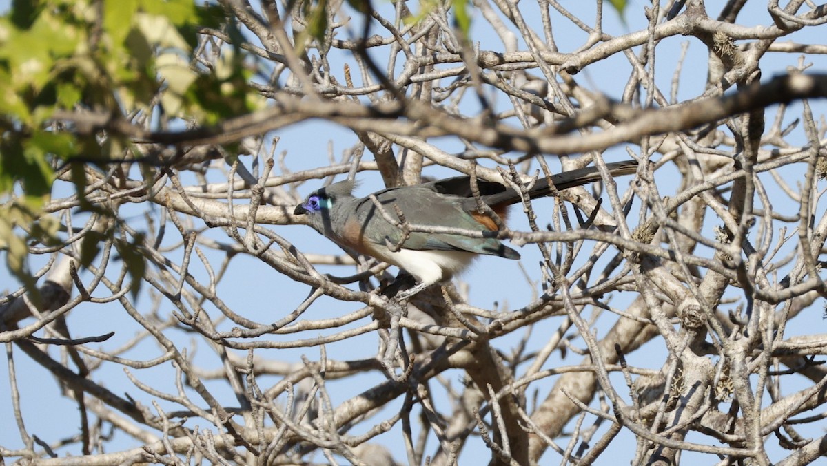 Crested Coua - ML646106272