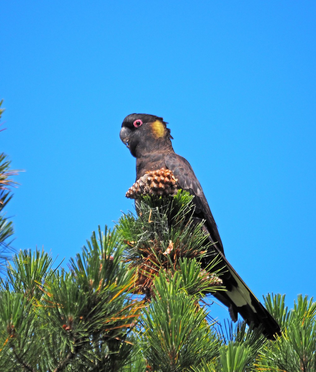 Желтохвостый траурный какаду - ML646106280