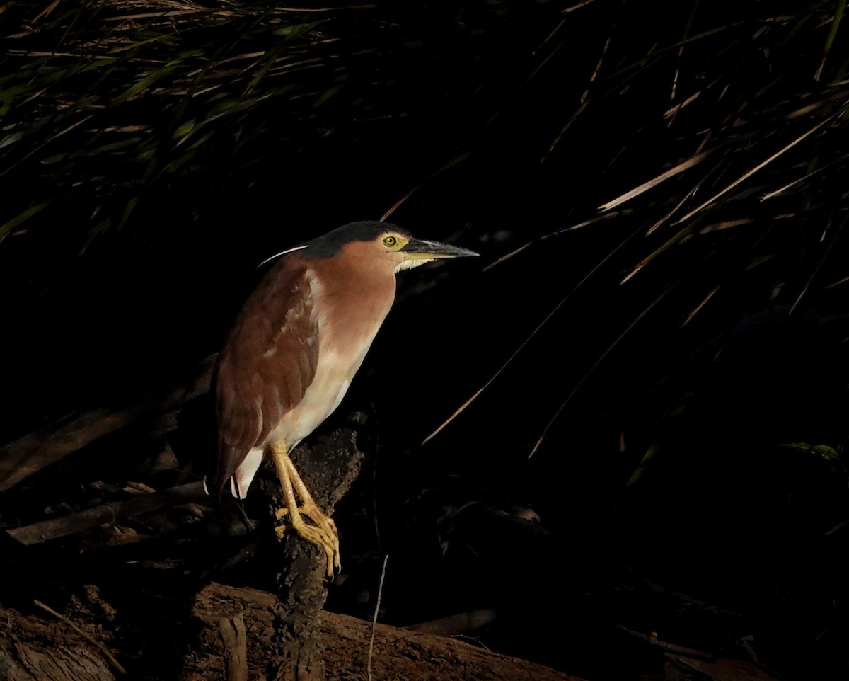 Nankeen Night Heron - ML646106287