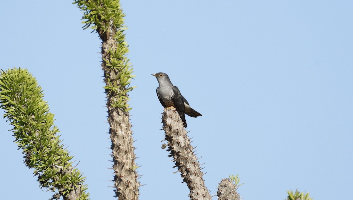 Madagascar Cuckoo - ML646106288