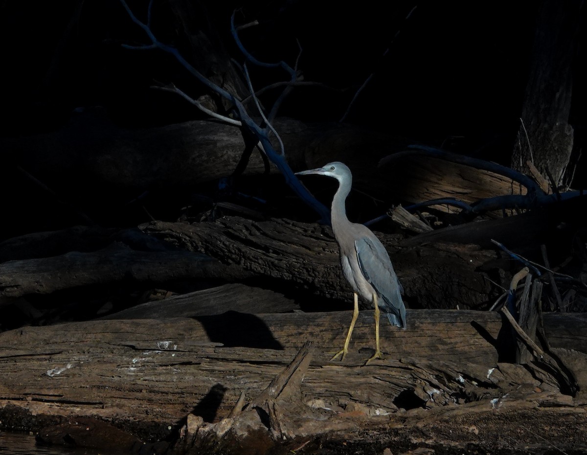 Белолицая цапля - ML646106300