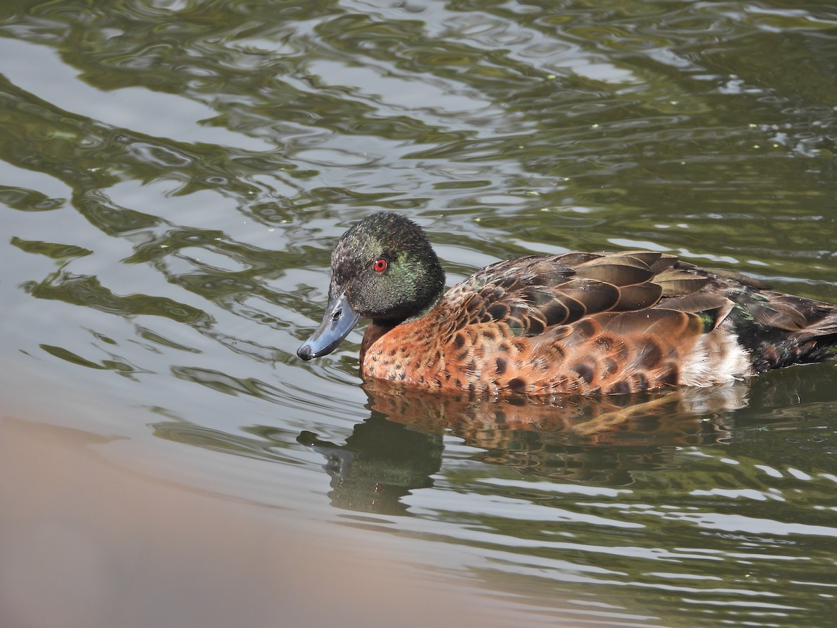 Каштановый чирок - ML646106301