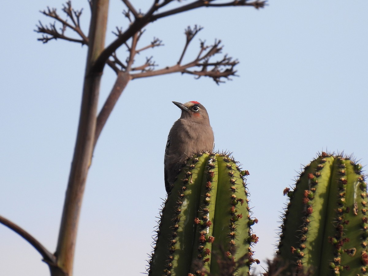 Серогрудый дятел - ML646106302