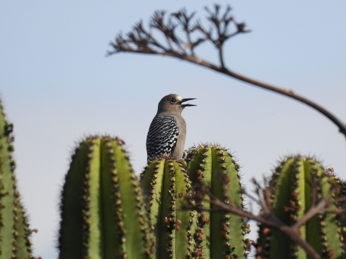 Серогрудый дятел - ML646106304