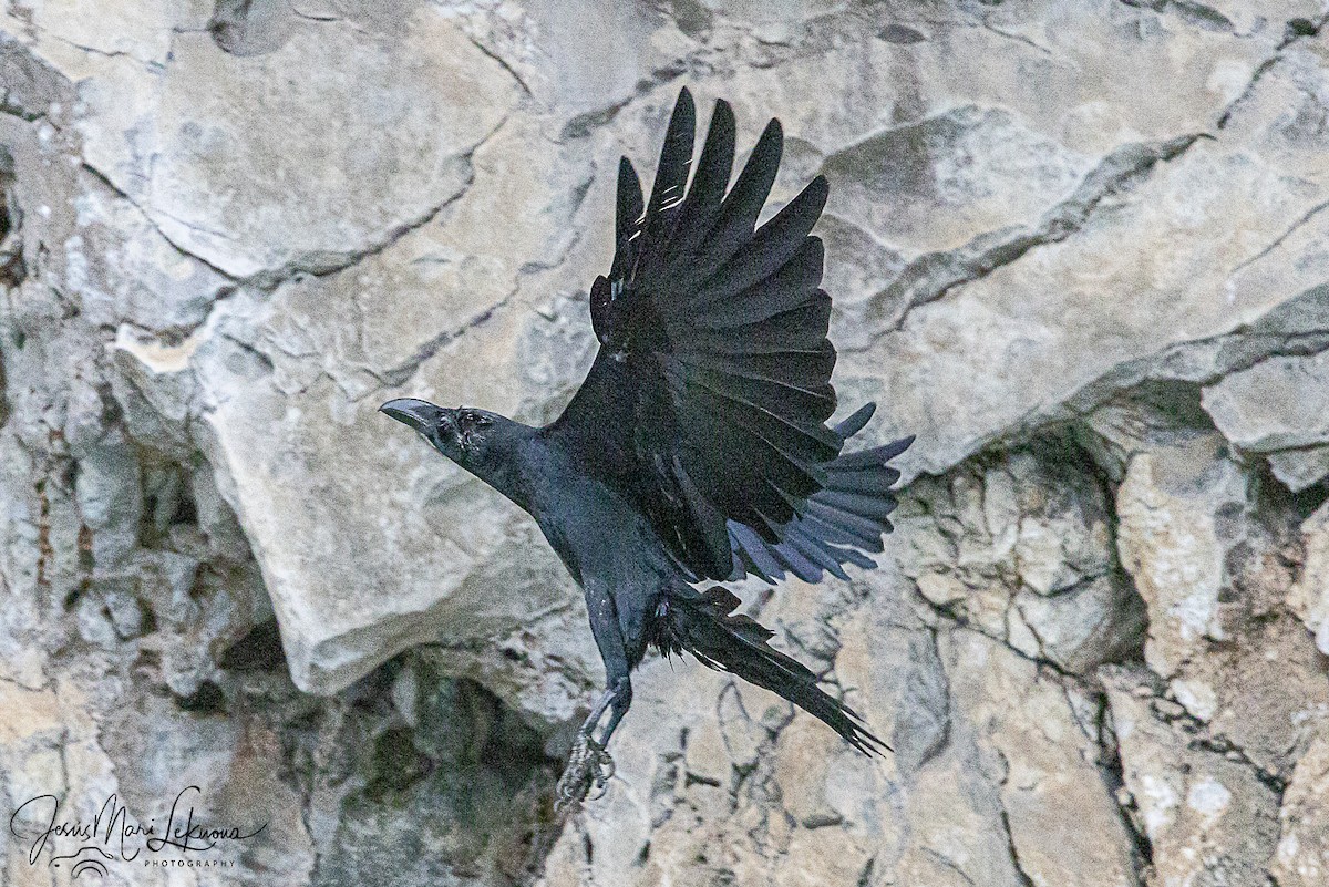 Большеклювая ворона - ML646106305