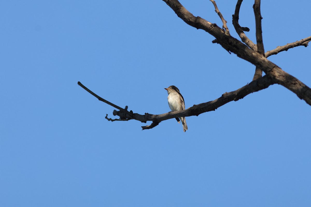 Ширококлювая мухоловка - ML646106312