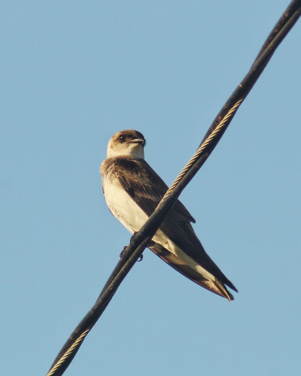 Буроватая ласточка (fusca) - ML646106313