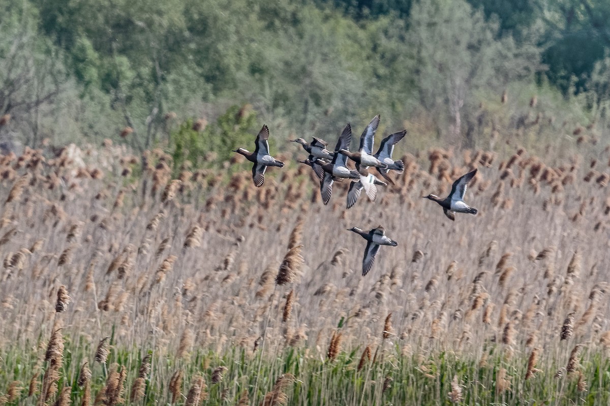 Чирок-трескунок - ML646106316