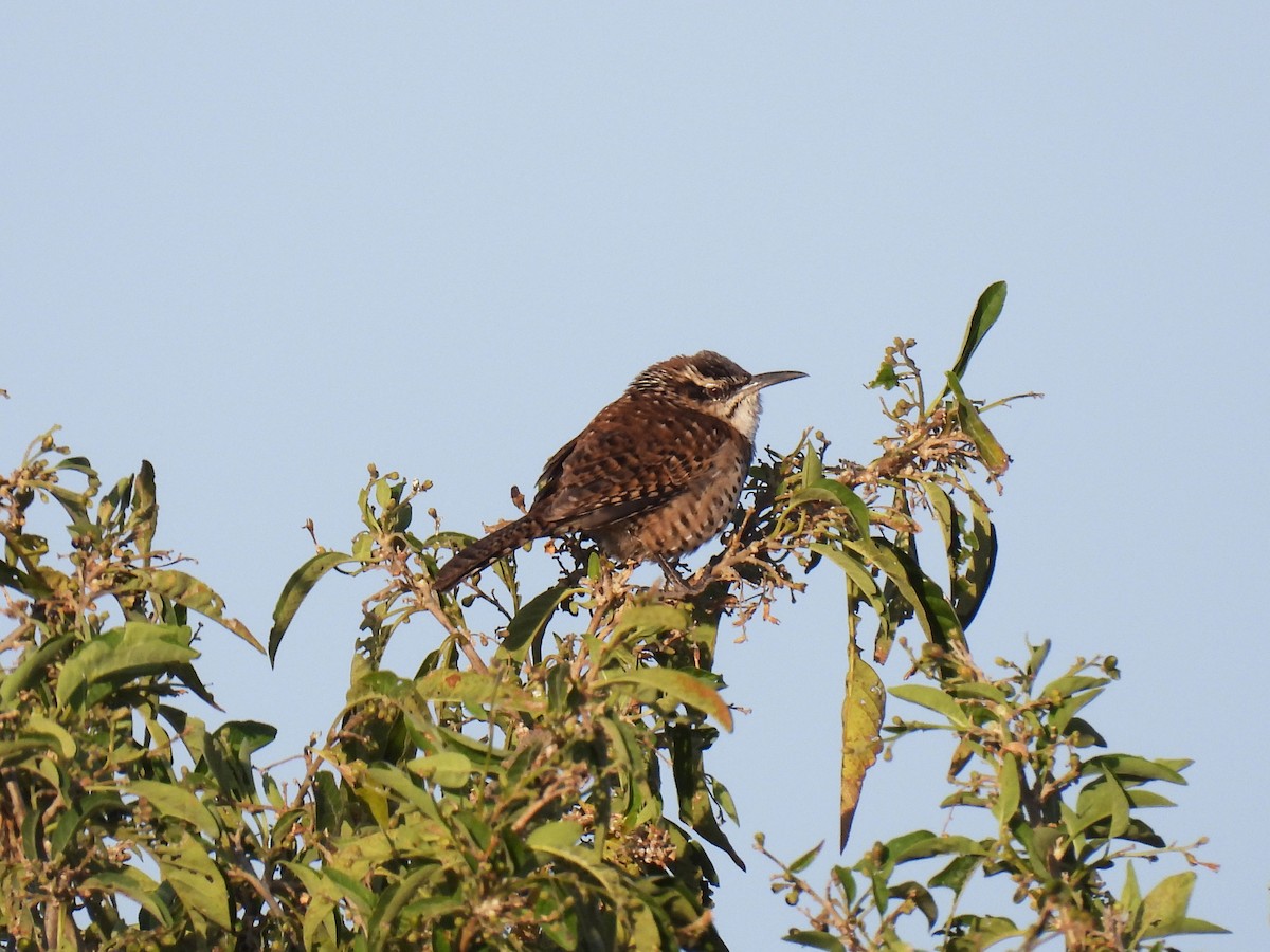 Пятнистогрудый крапивник - ML646106317