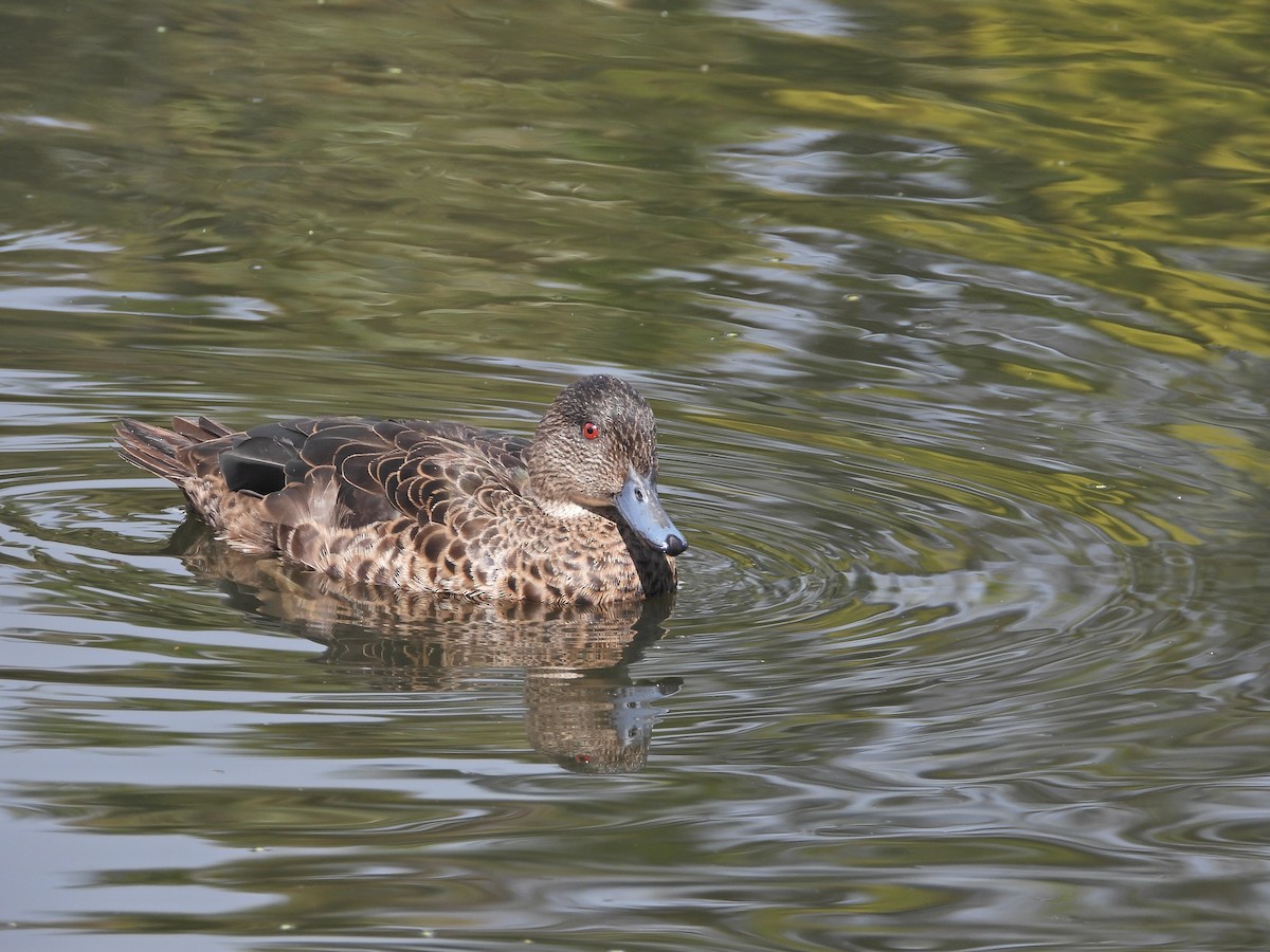 Каштановый чирок - ML646106318