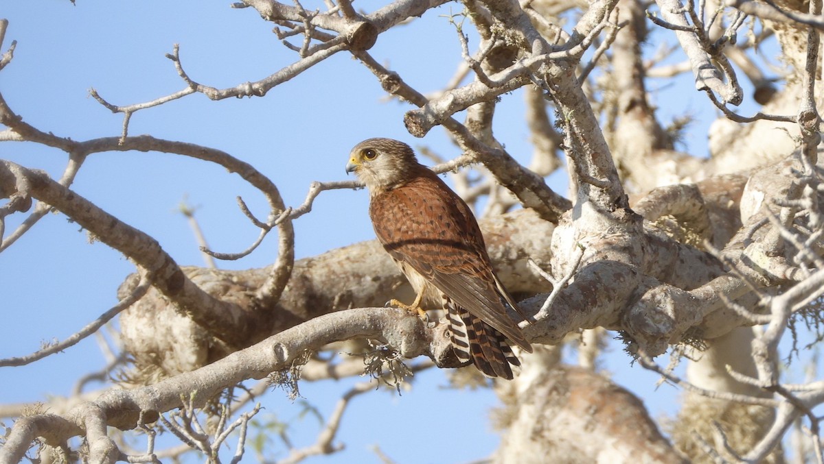 Мадагаскарская пустельга - ML646106319