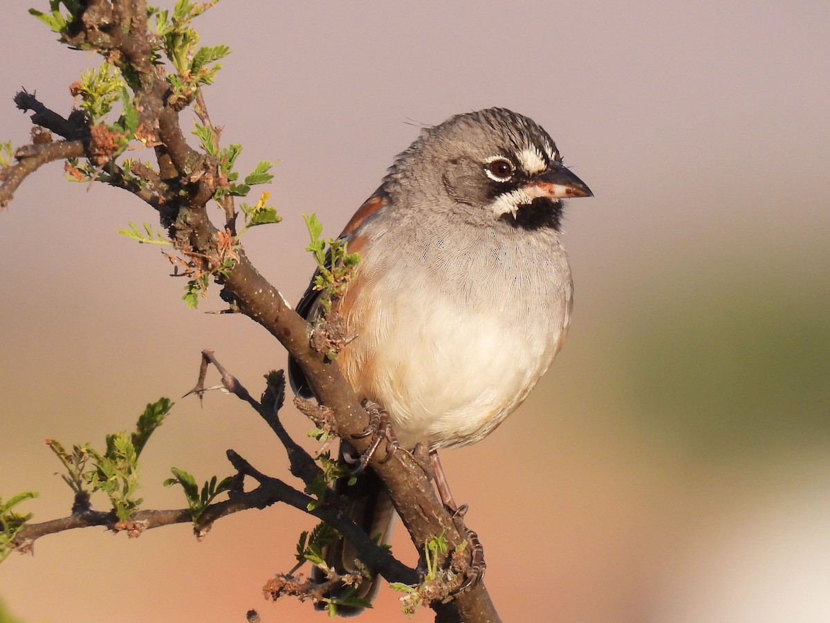 Усатая овсянка - ML646106322