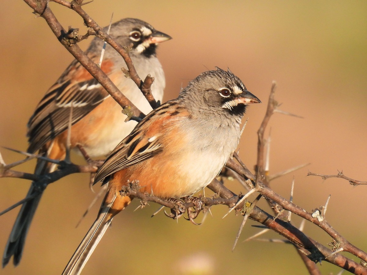 Усатая овсянка - ML646106323