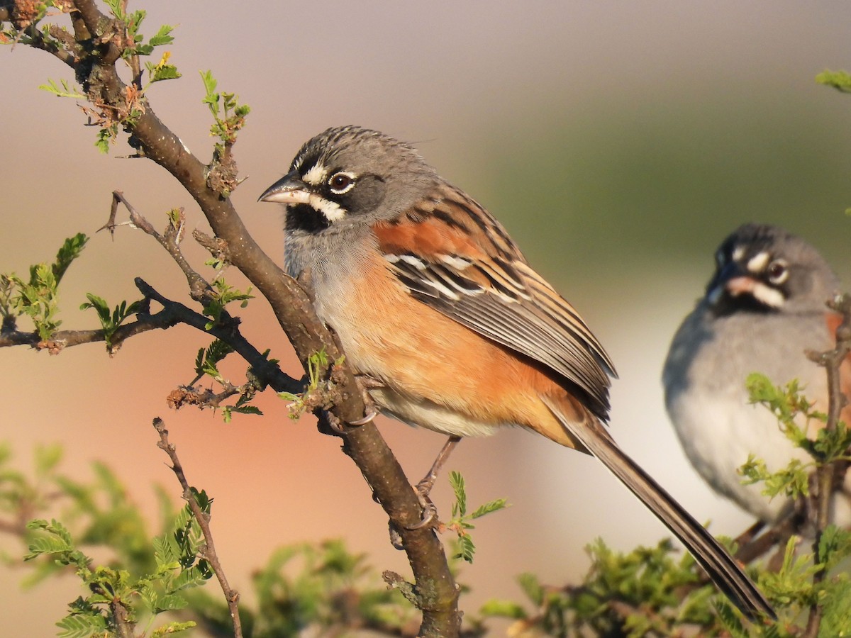 Усатая овсянка - ML646106324