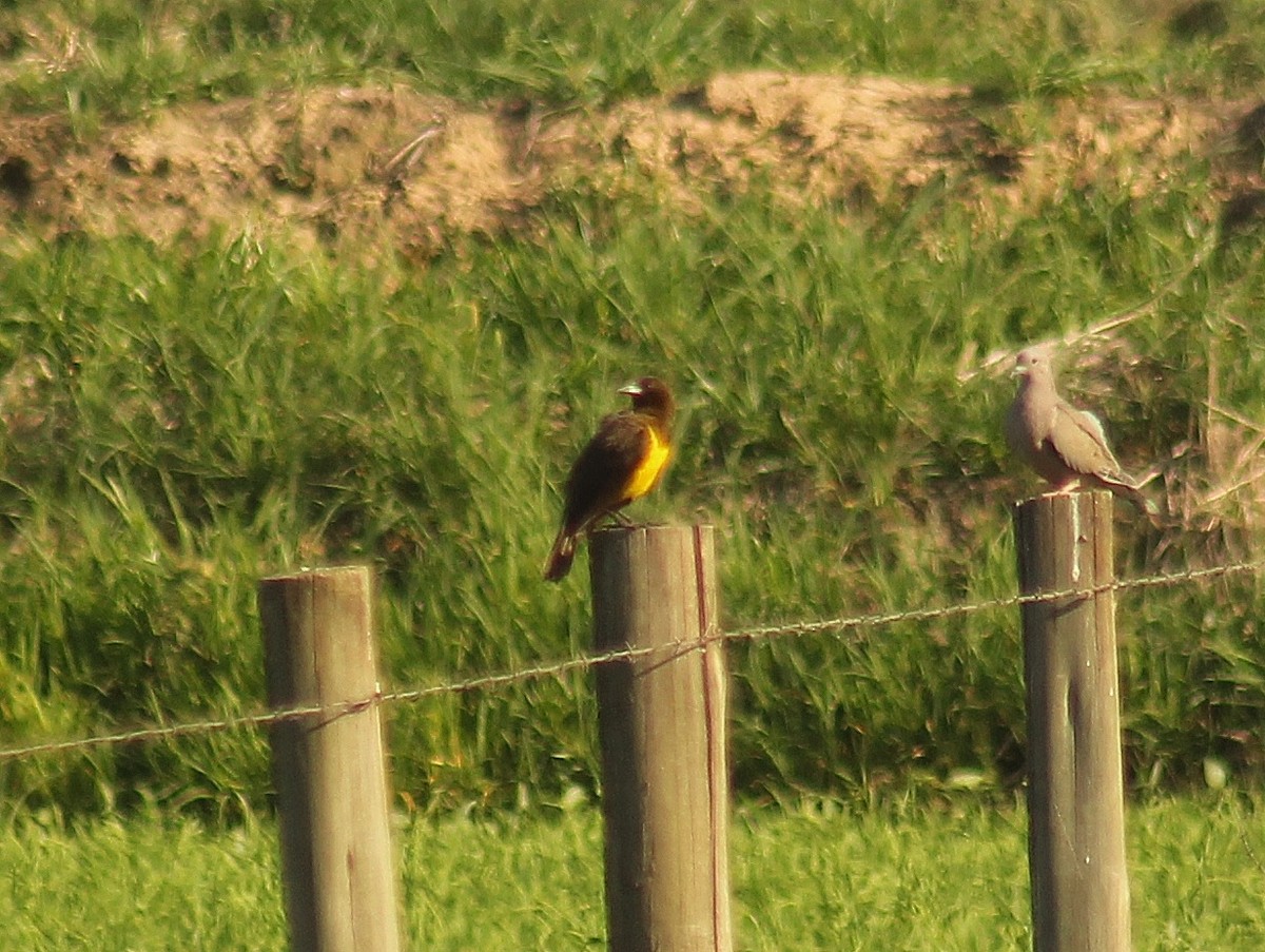 Желтобрюхий курен - ML646106325