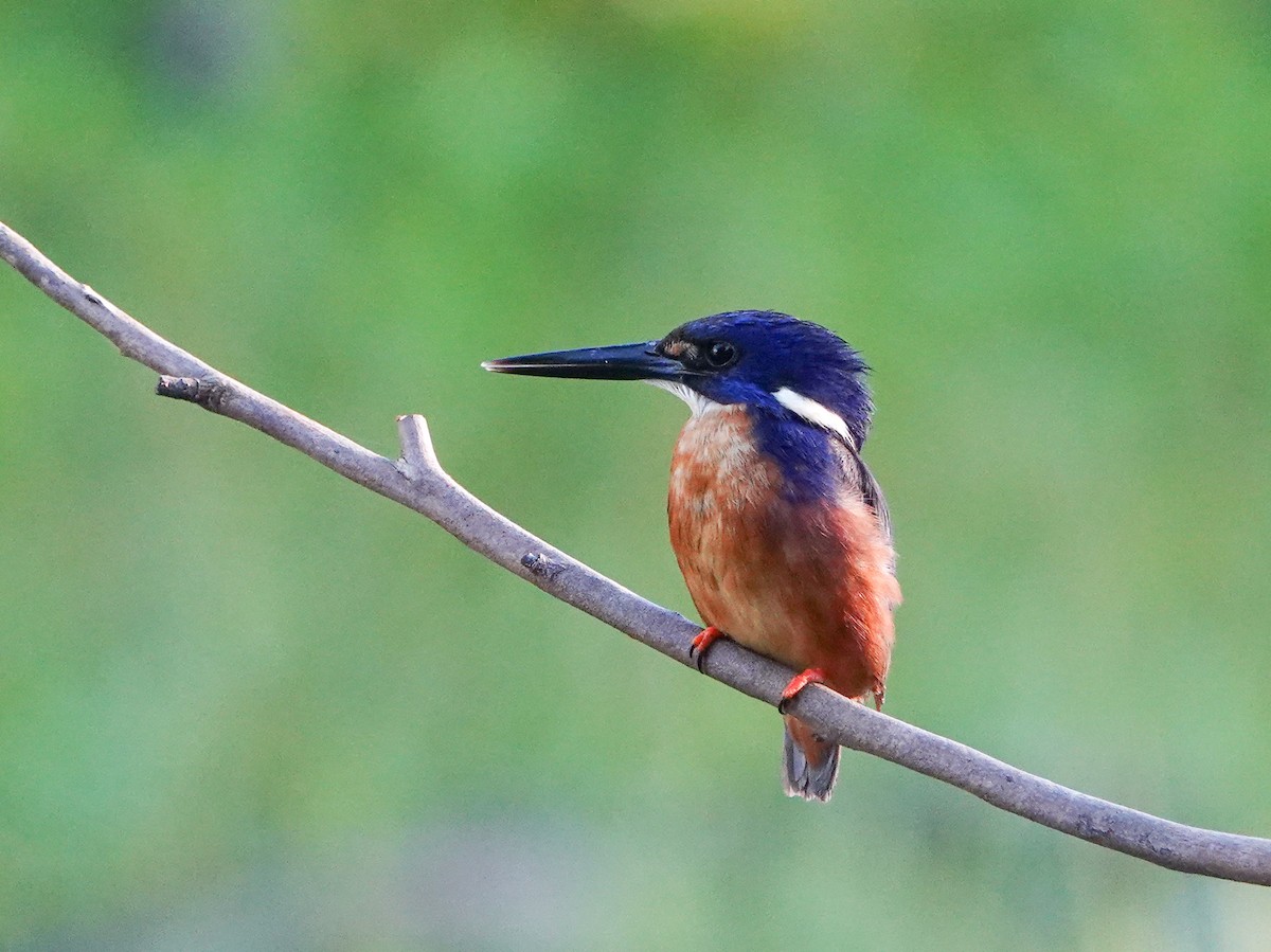 Лазурный зимородок - ML646106326