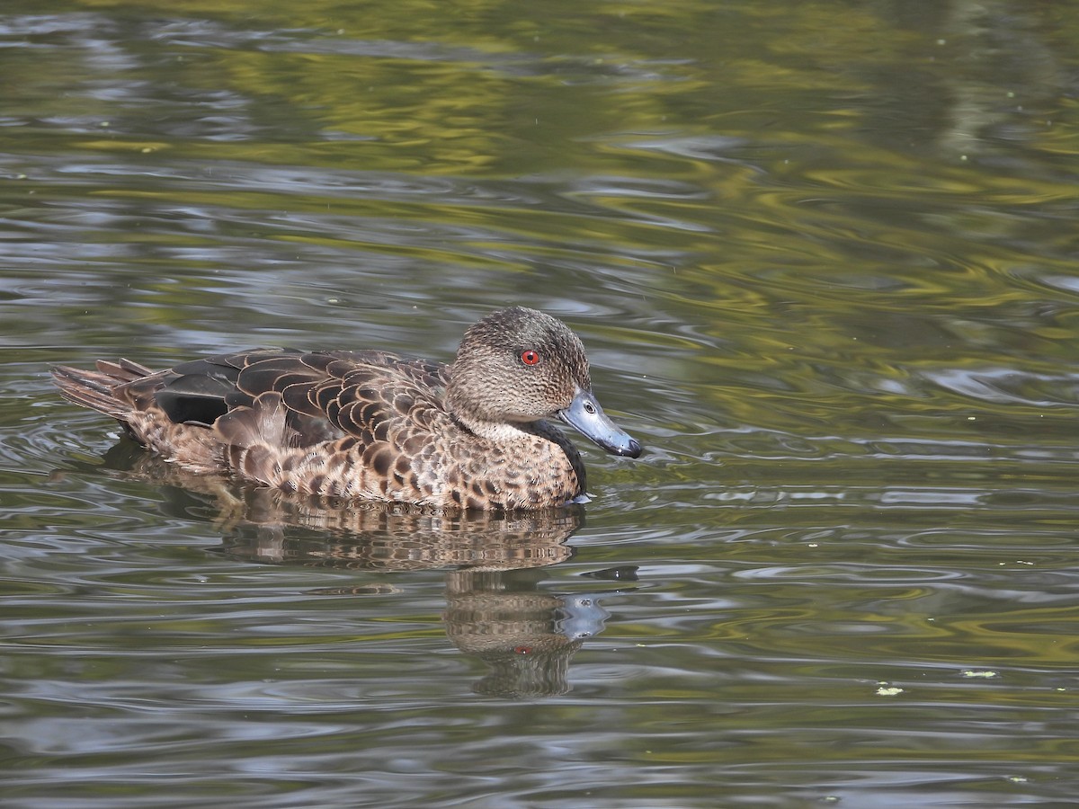 Каштановый чирок - ML646106327