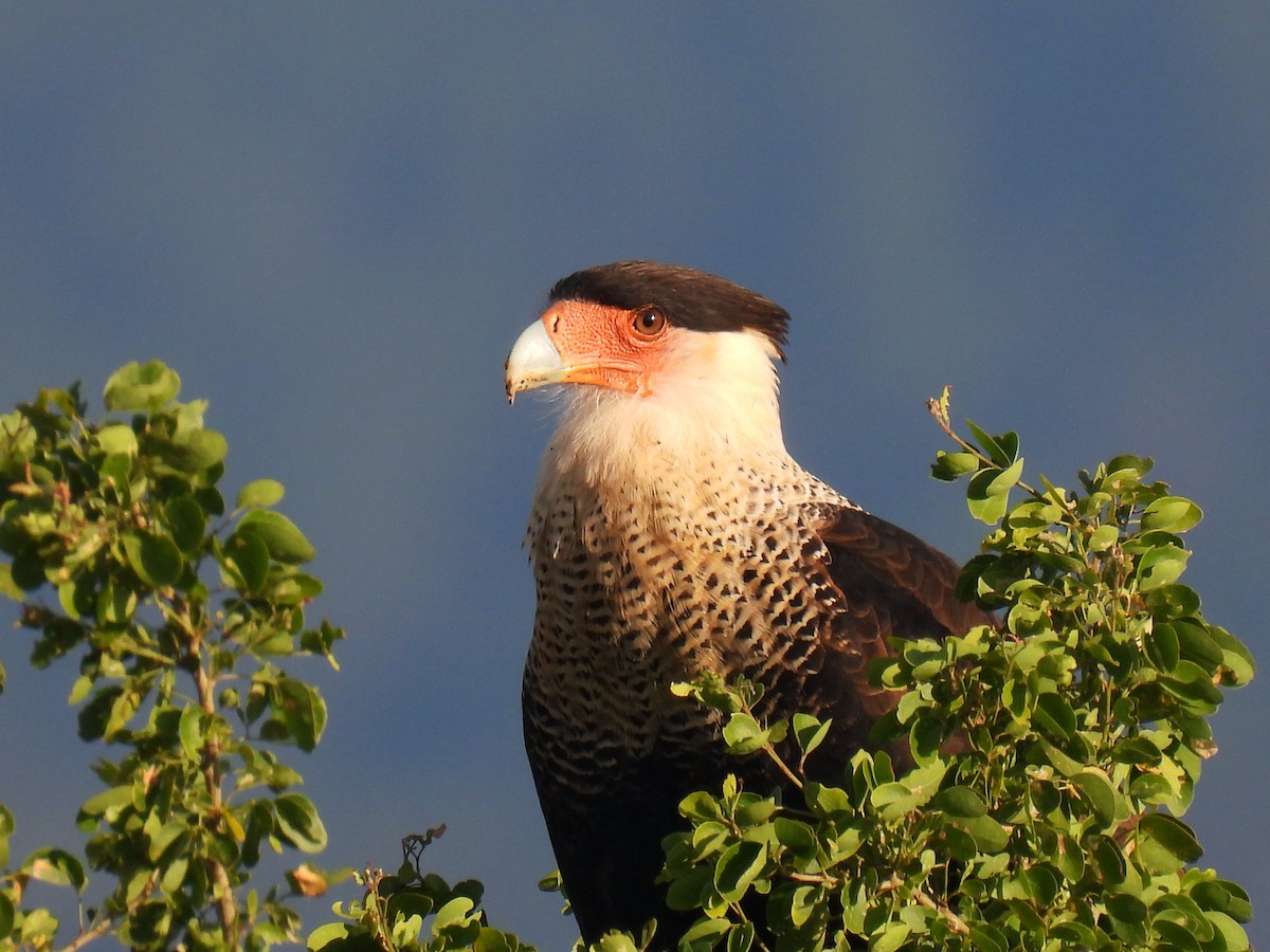 Равнинная каракара - ML646106328