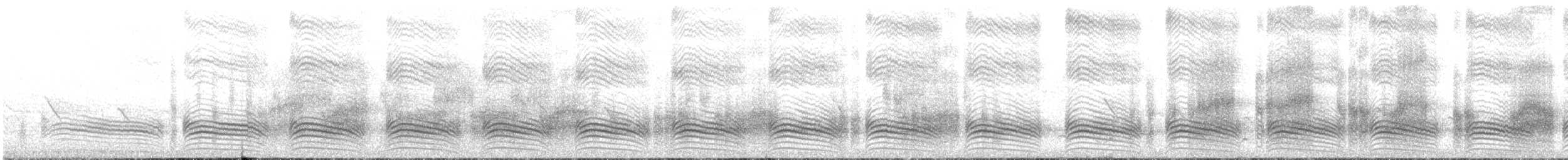 Weißstrichel-Drosselhäherling - ML646106334